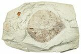 Miocene Fossil Leaf (Populus) - Augsburg, Germany #254115-1